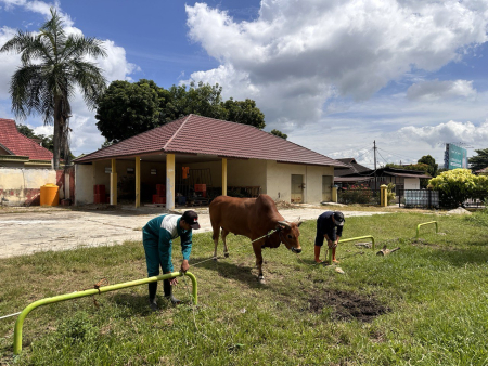 PEMERIKSAAN HEWAN SAPI MADURA