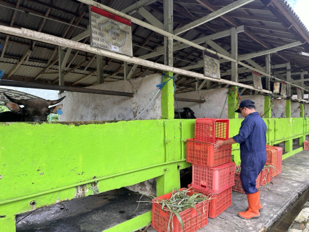 PERSIAPKAN PAKAN TERNAK