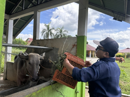 BERI PAKAN KERBAU