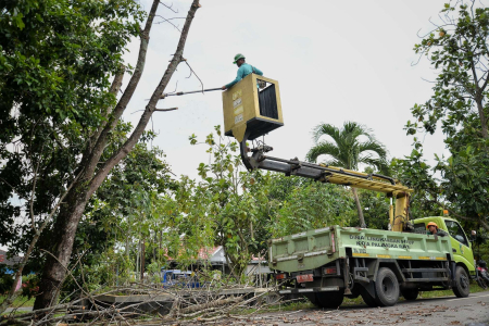 POTONG BATANG POHON MATI