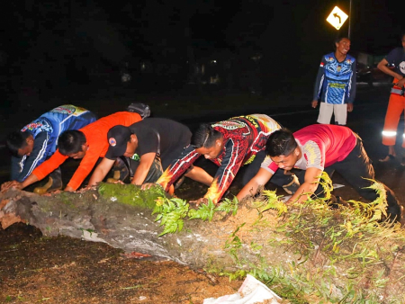 EVAKUASI POHON TUMBANG