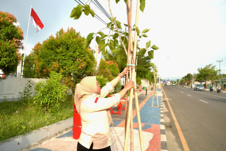 POHON TABUBEYA