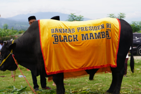 SAPI BANTUAN PRESIDEN UNTUK PALU 
