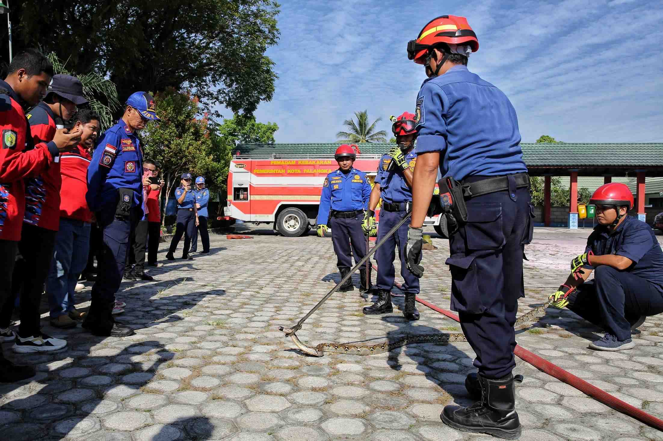 PELATIHAN PENANGANAN ULAR PITON