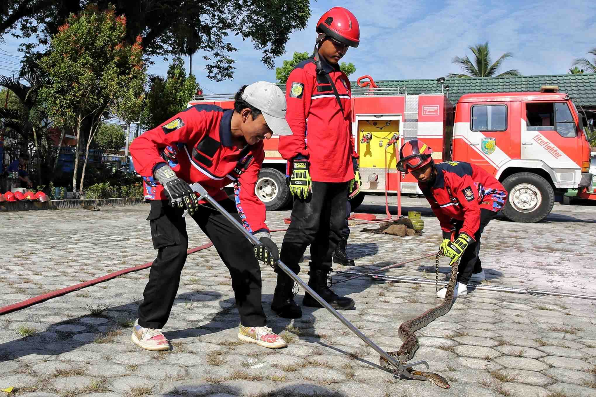 PELATIHAN PENANGANAN ULAR PITON
