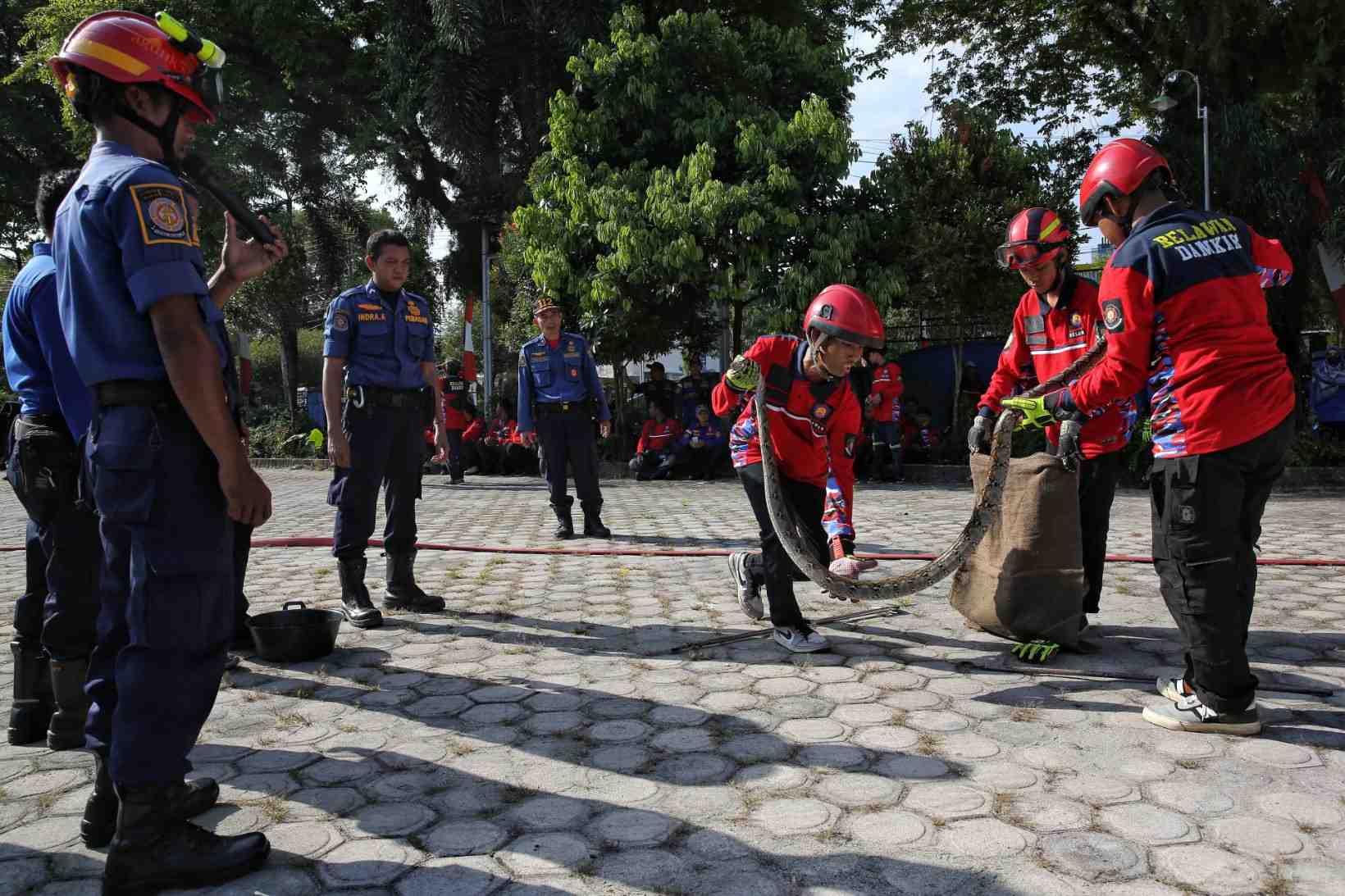 PELATIHAN PENANGANAN ULAR PITON