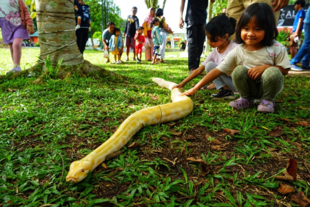 BERINTERAKSI DENGAN ULAR PITON KUNING