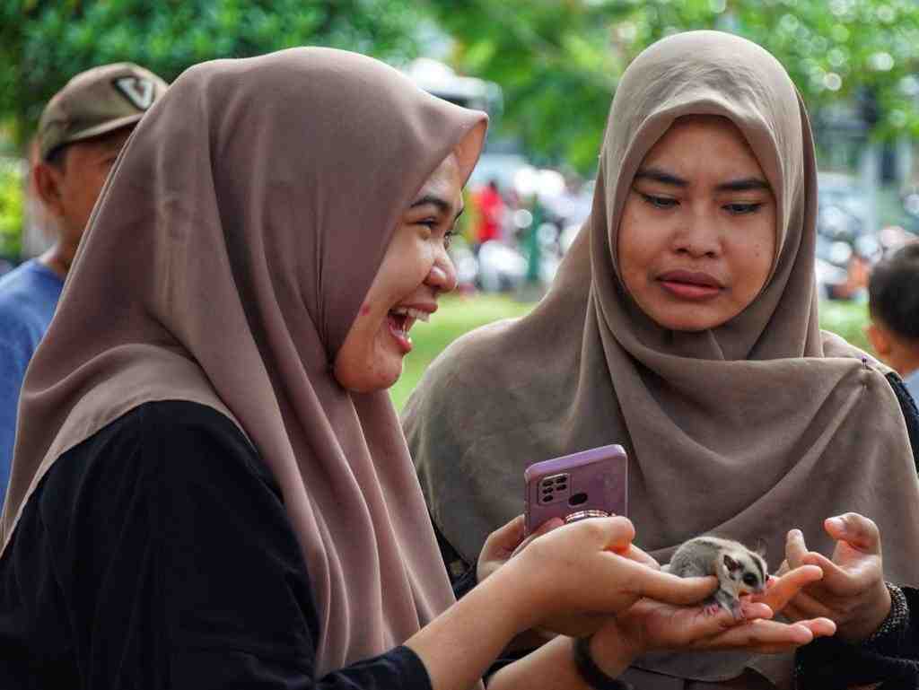 MEMEGANG SUGAR GLIDER