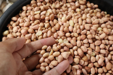 PILIH KACANG TANAH