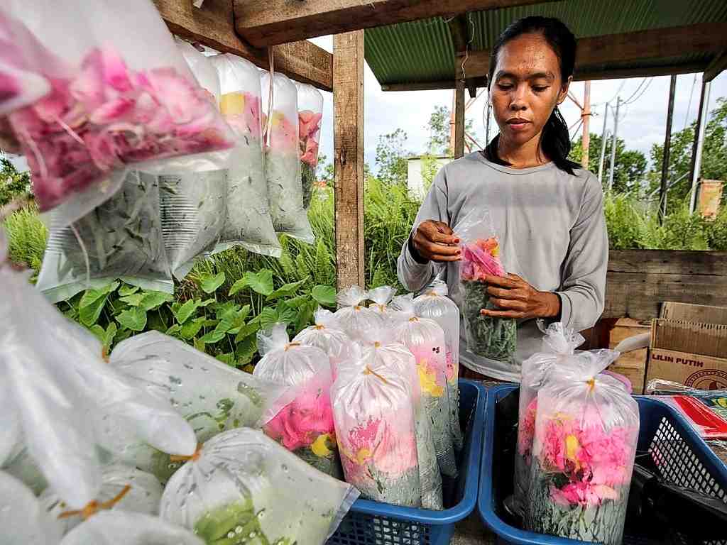 PENJUAL BUNGA TABUR 