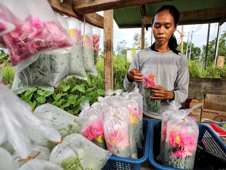 PENJUAL BUNGA TABUR 