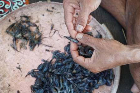 BERSIHKAN UDANG