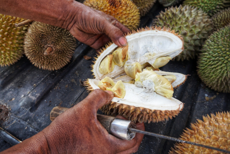 KUPAS DURIAN PULANG PISAU