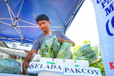 SUSUN SAYUR SELADA DAN PAKCOY