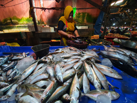 STOK IKAN LAUT AMAN