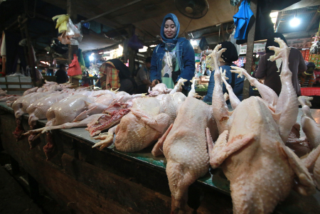 HARGA AYAM POTONG TIDAK NAIK 