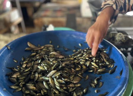 JUAL ANAKAN SEPAT