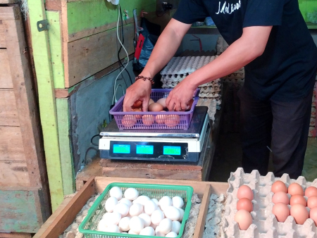 JUAL TELUR AYAM RAS