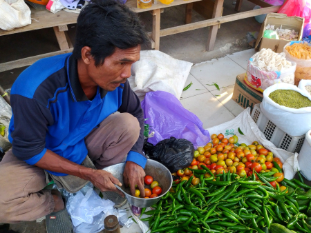 HARGA TOMAT STABIL