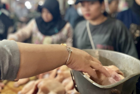 TIMBANG AYAM BROILER