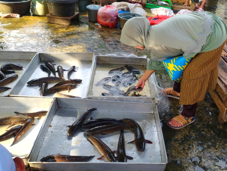 BERSIHKAN  IKAN NILA 