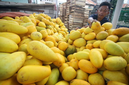 TIMUN SURI BUAH KHAS BULAN RAMADHAN