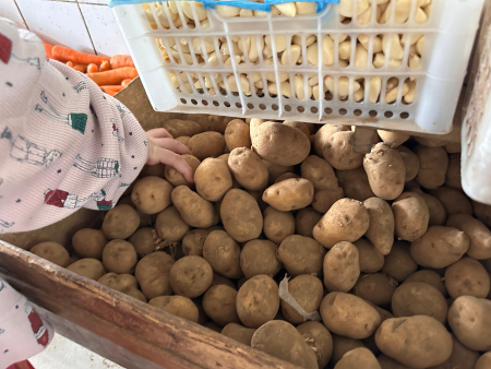 PILIH KENTANG