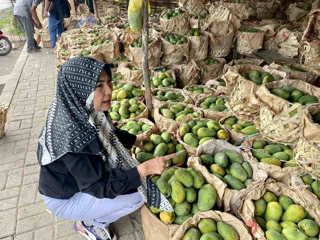 PILIH MANGGA