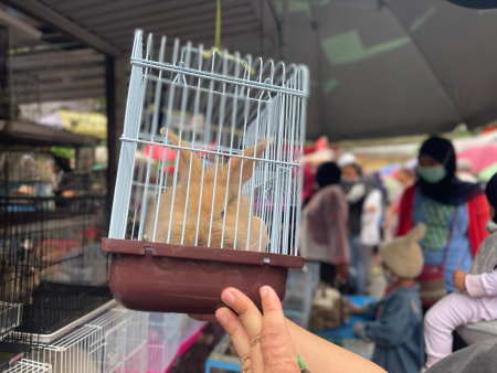 BELI KELINCI