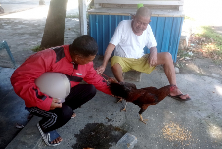 BELI AYAM KAMPUNG