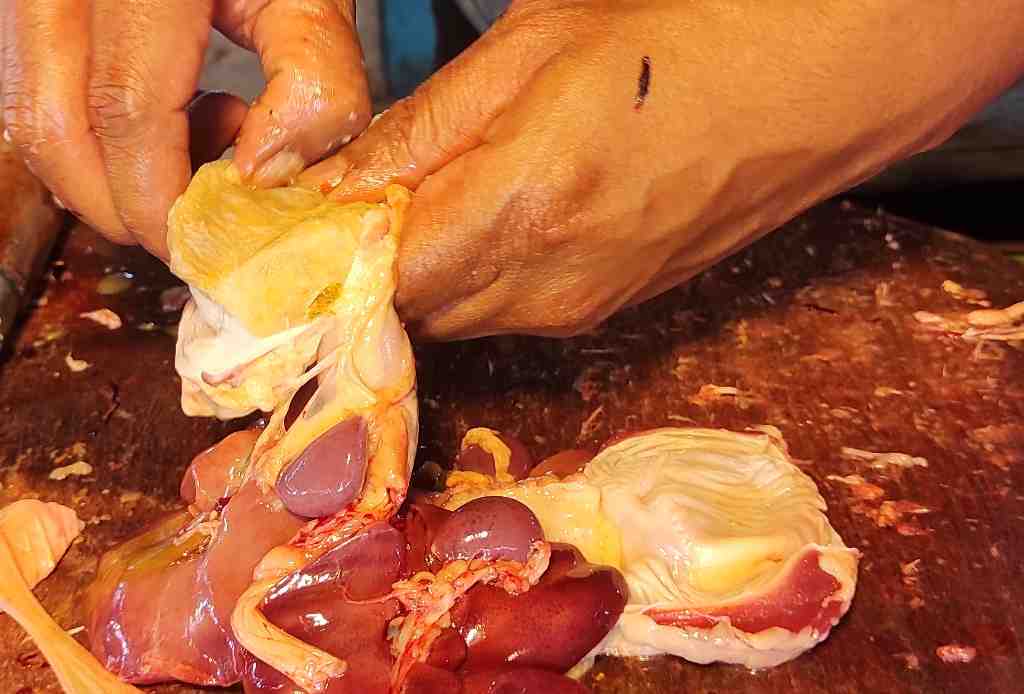 BERSIHKAN EMPEDAL AYAM
