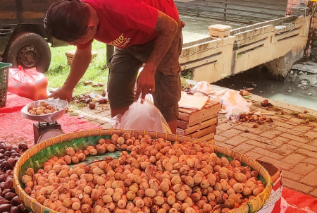BUAH LANGSAT