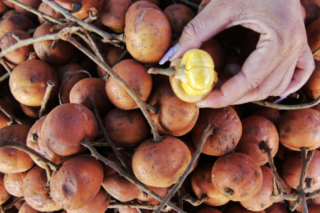 BUAH ENYAK BERUK