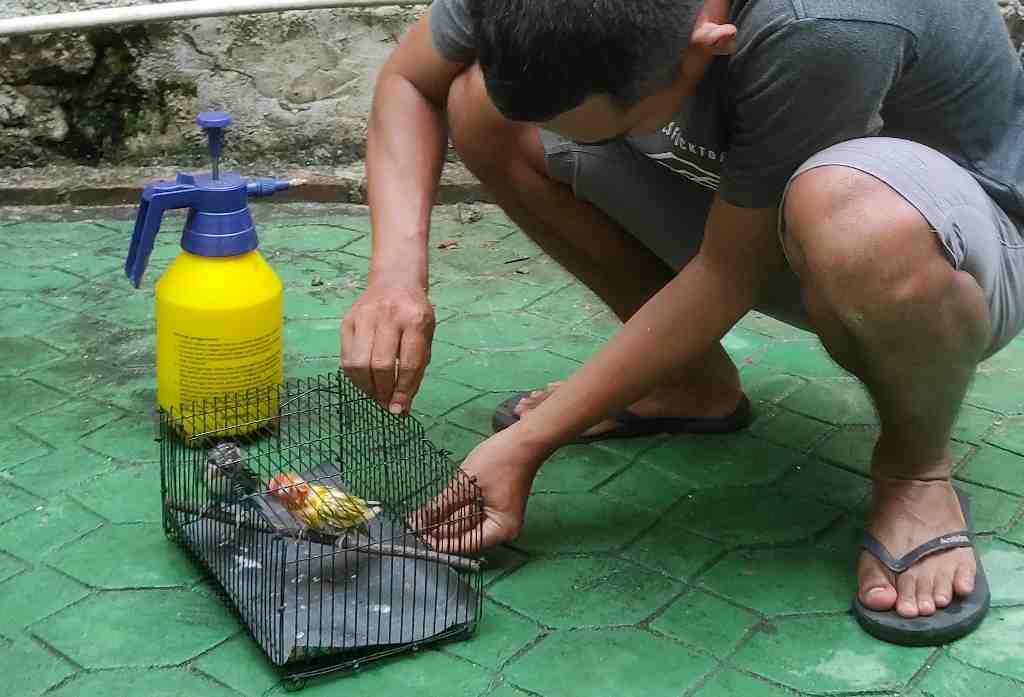 BURUNG CINTA TERJUAL
