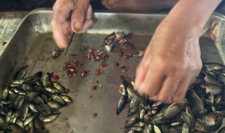 BERSIHKAN ANAK IKAN SEPAT