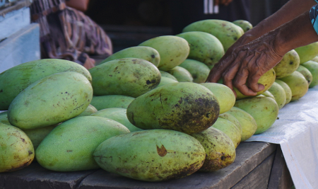 JUAL MANGGA GOLEK