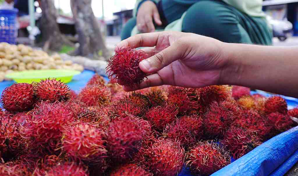 RAMBUTAN JAILOLO