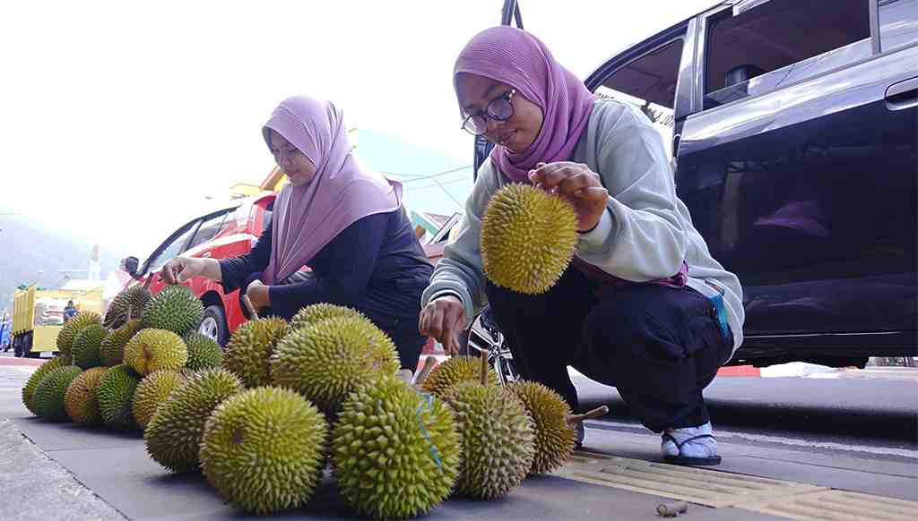 PILIH DURIAN KALAODI