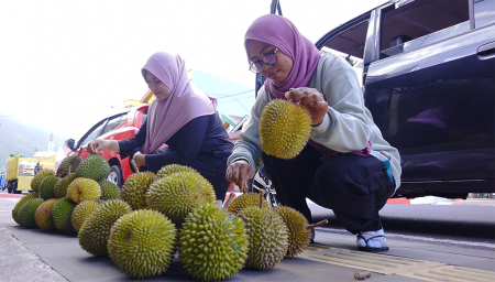 PILIH DURIAN KALAODI