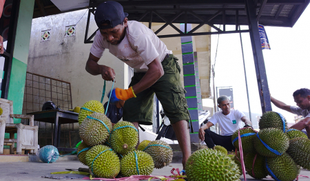 MENGIKAT BUAH DURIAN
