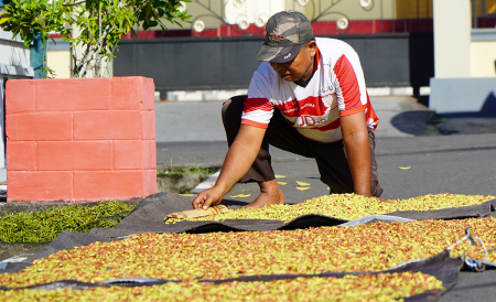 JEMUR CENGKEH DIBAWAH TERIK MATAHARI