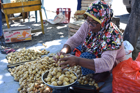 TIMBANG BUAH LANGSAT HALMAHERA