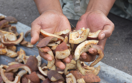 KOPRA PUTIH