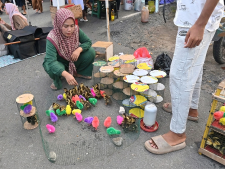 PILIH ANAK AYAM WARNA WARNI