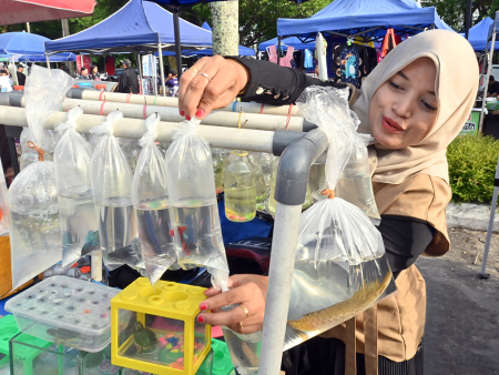 PENJUAL IKAN CUPANG