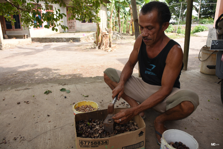 BUKA CANGKANG BIJI PALA