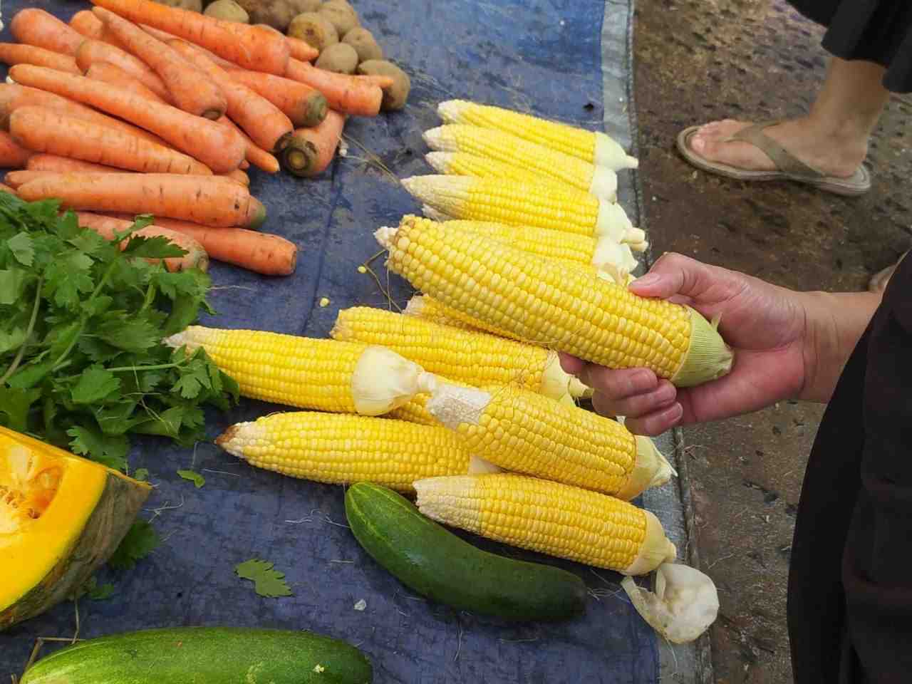HARGA JAGUNG TURUN
