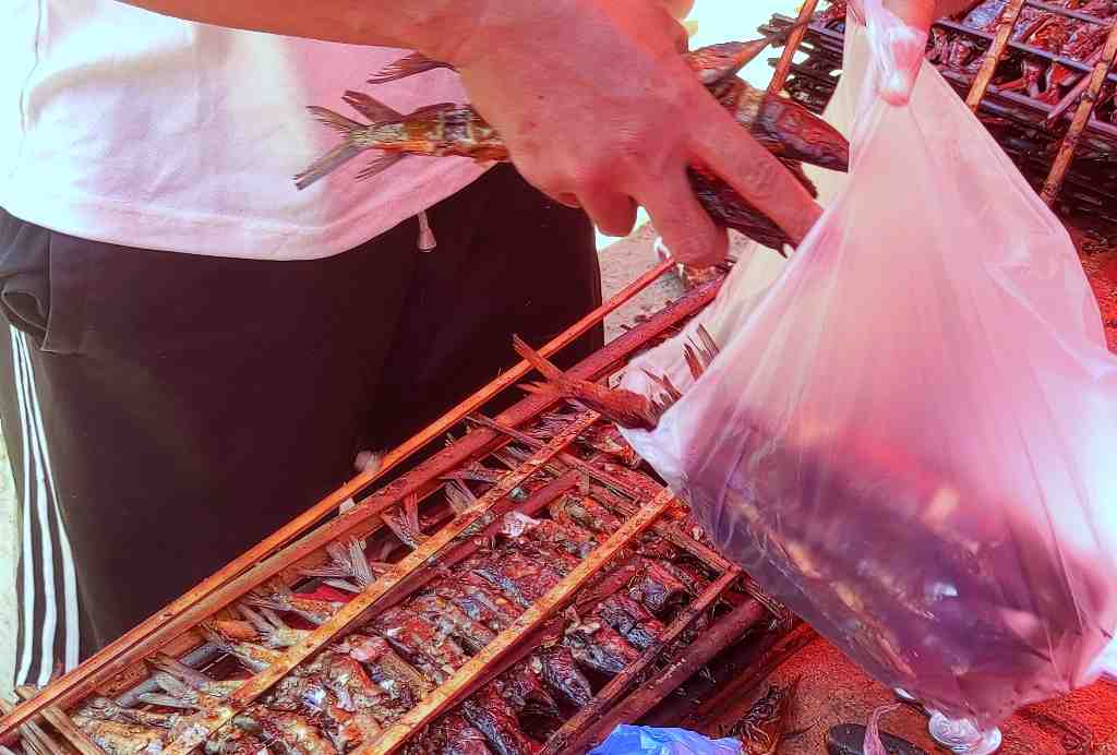 HARGA IKAN SAGELA STABIL