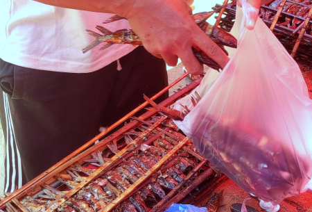 HARGA IKAN SAGELA STABIL