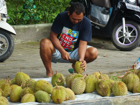 PEDAGANG DURIAN